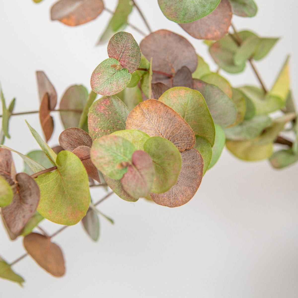 FS Eucalyptus Autumn Spray GB 100cm.