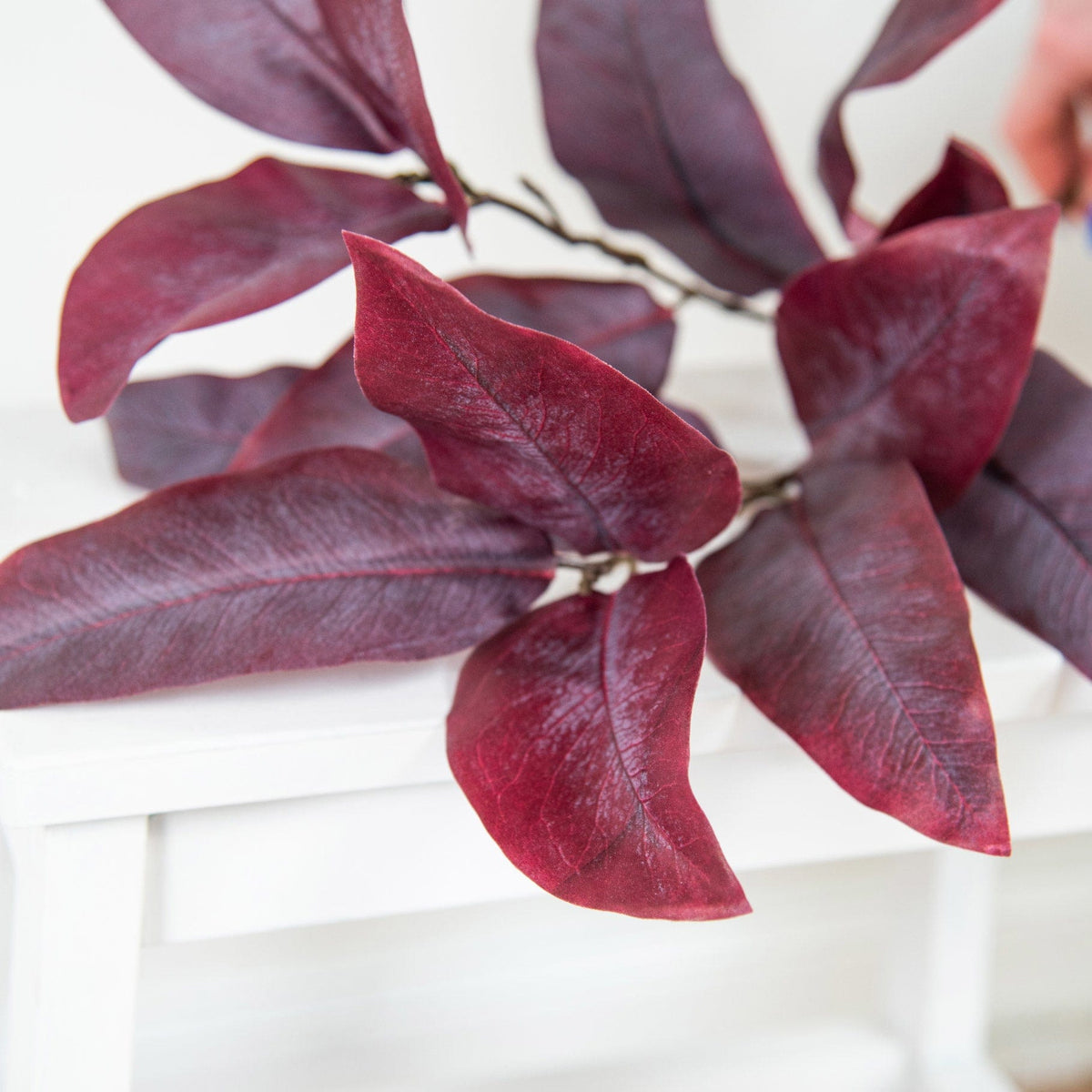 FS Eucalyptus Burgundy GB 87cm.