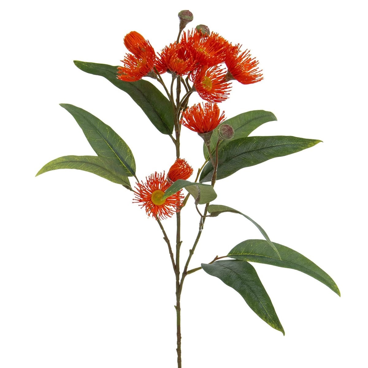 FS Eucalyptus Flowering Red GB 75cm.