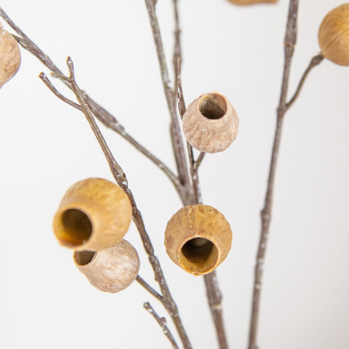 FS Eucalyptus Pods Brown GB 85cm.