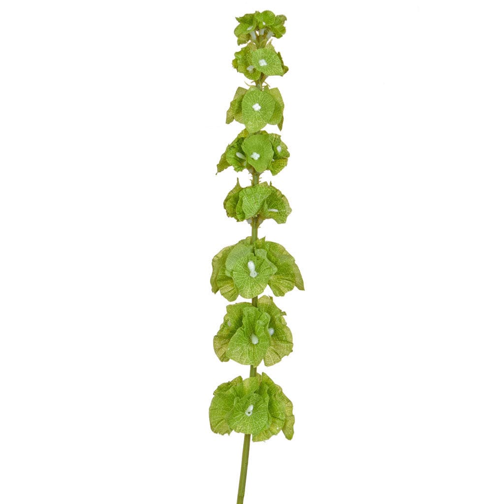 FS Leaf Bells Of Ireland Green GB 74cm.