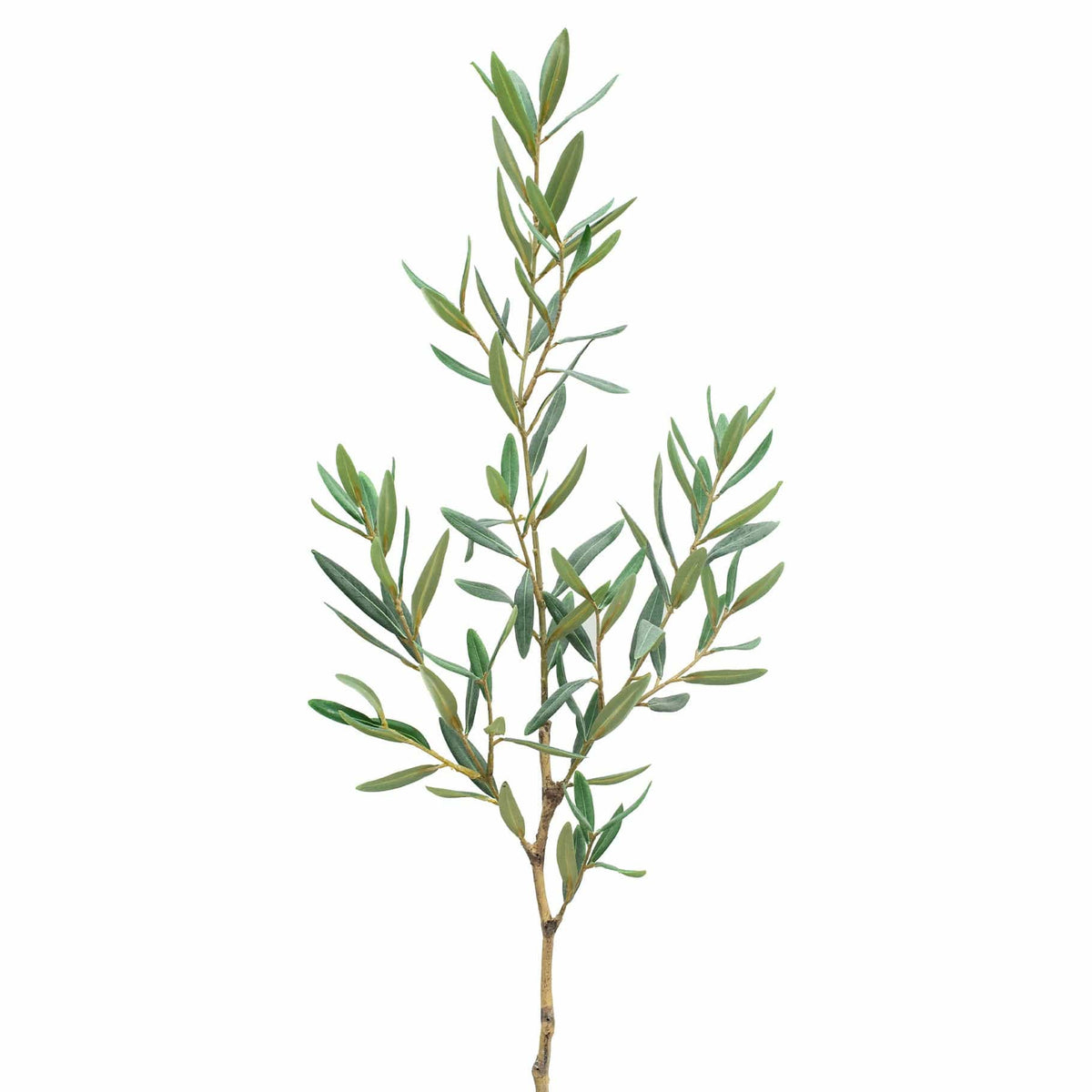 FS Olive Branch GB 90cm.