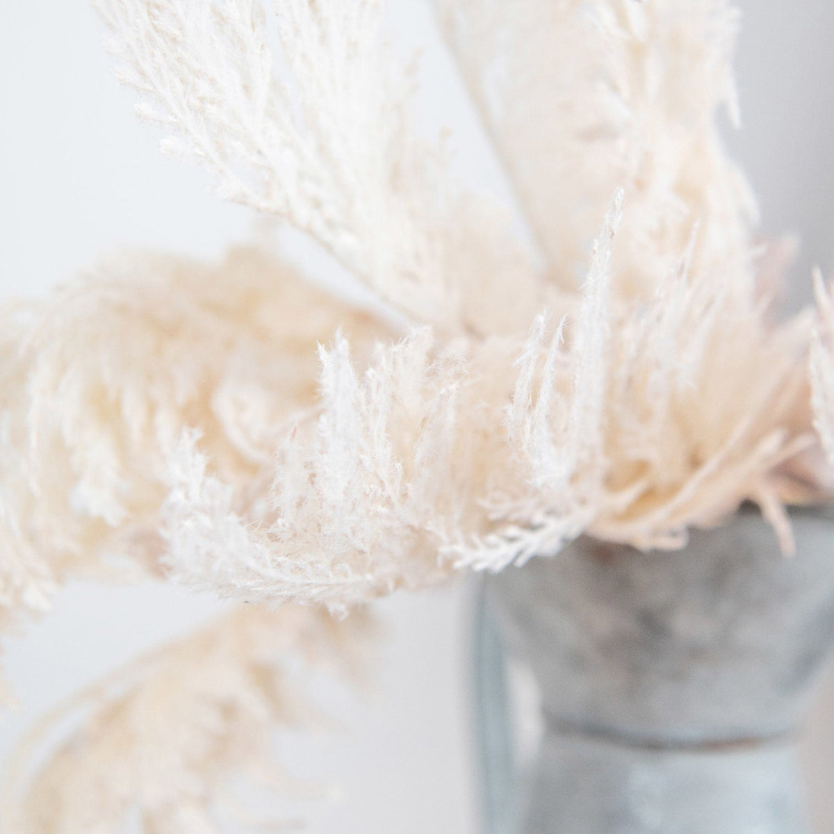 FS Reed Dried Spray GB 81cm.