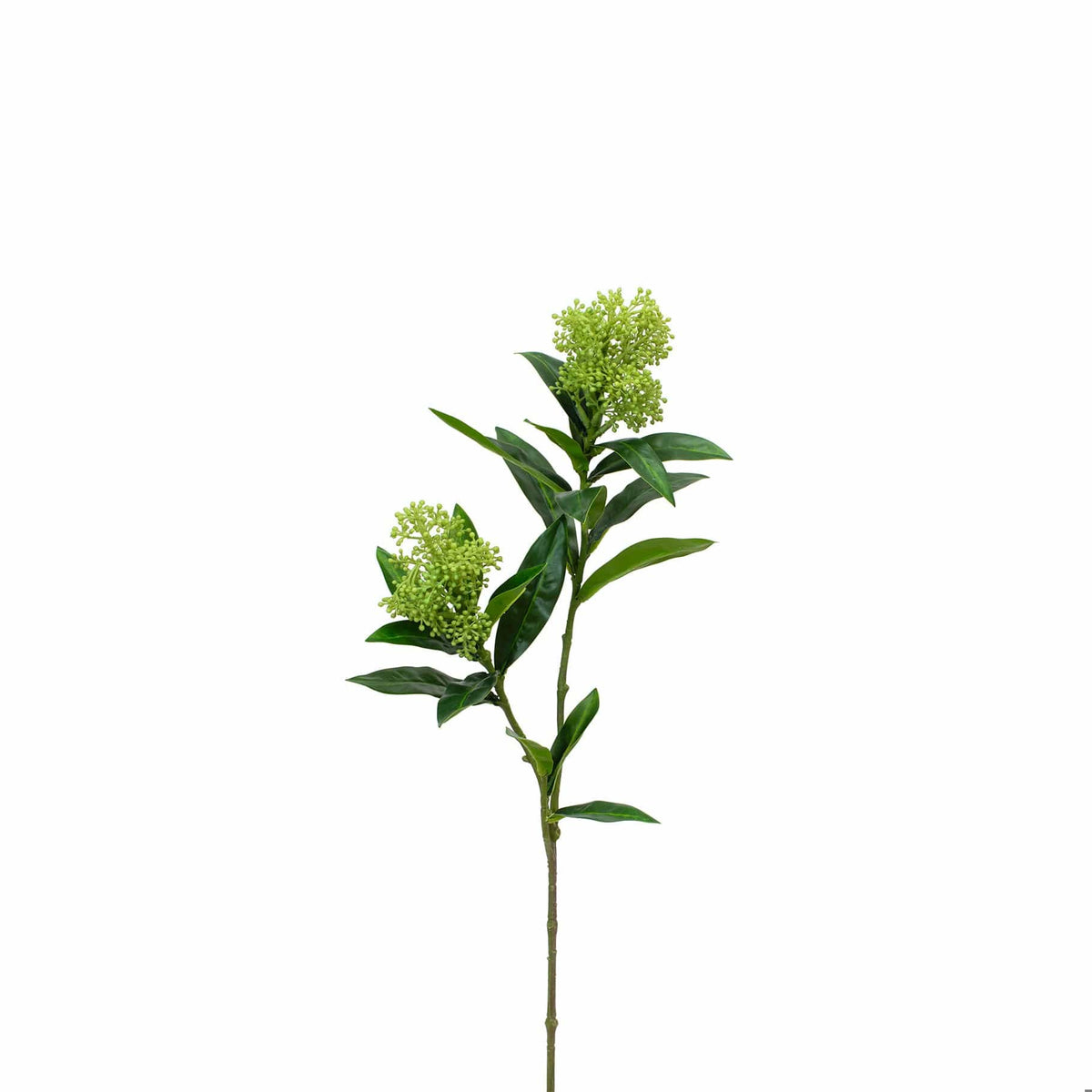 FS Skimmia Green GB 72cm.