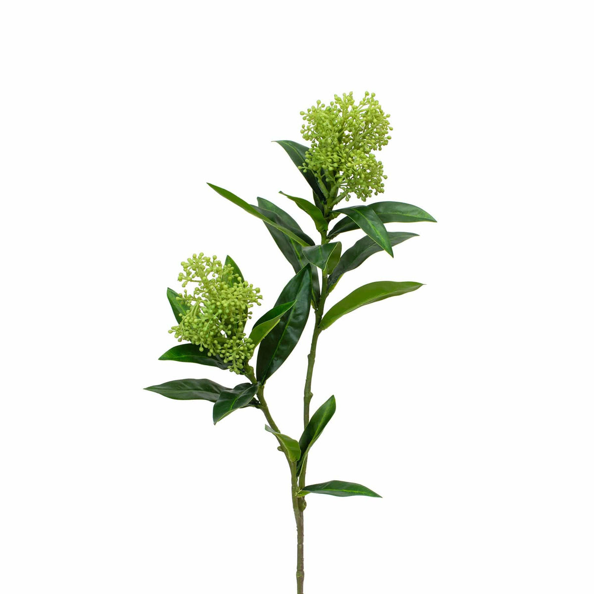 FS Skimmia Green GB 72cm.