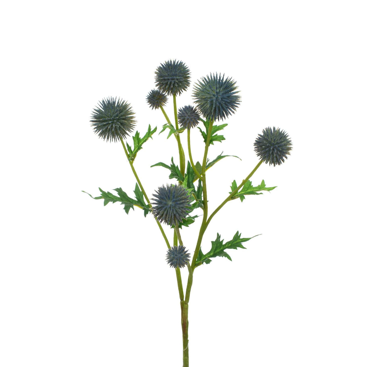 FS Thistle Blue GB 71cm.