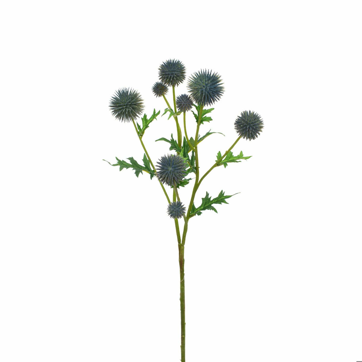 FS Thistle Blue GB 71cm.