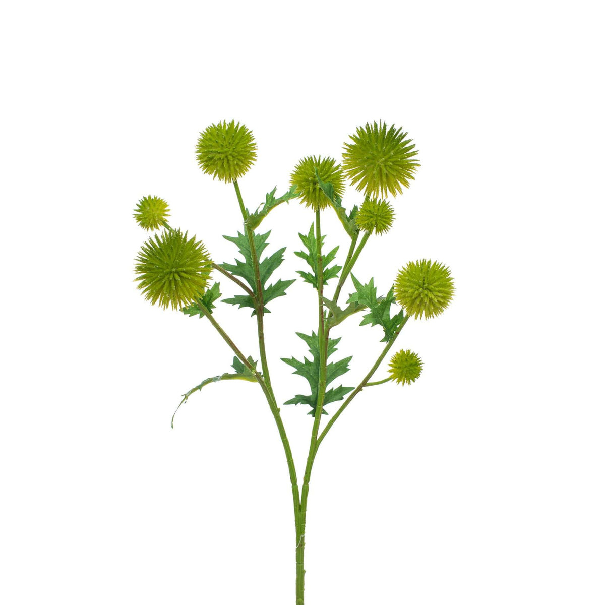 FS Thistle Green GB 71cm.