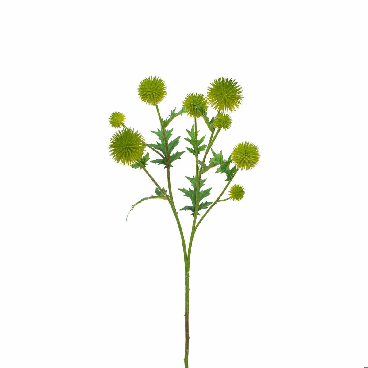 FS Thistle Green GB 71cm.