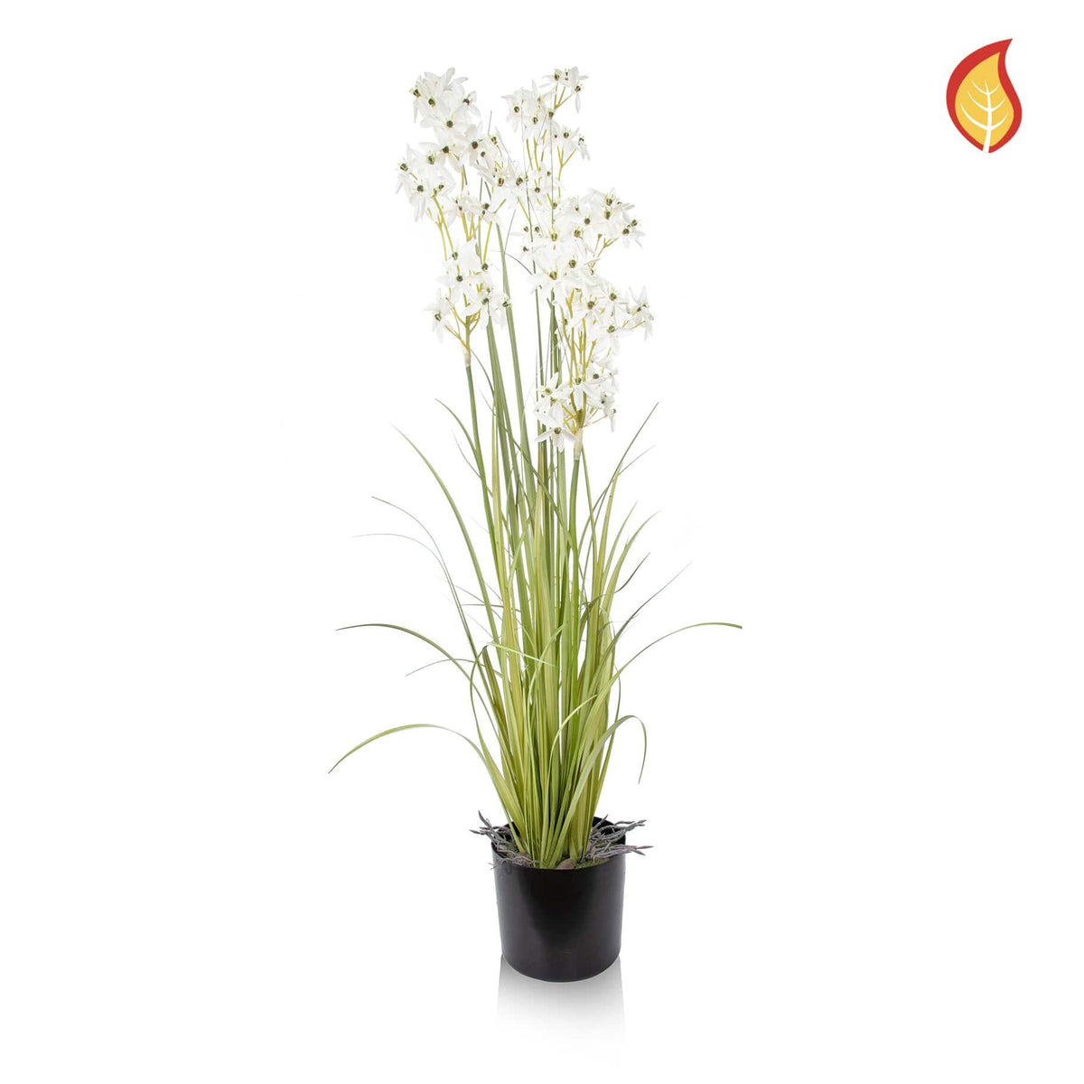 Grass Allium with Pot FR 130cm-S11.