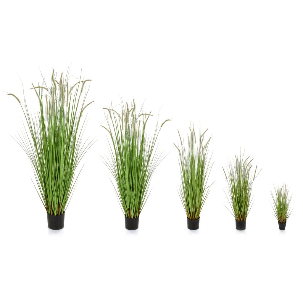 Grass Dogtail Grass B with pot 90cm FR-S2.