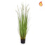 Grass Dogtail Grass C with pot 120cm FR-S2.