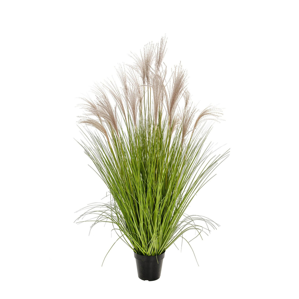 Grass Pampas YF 120cm.