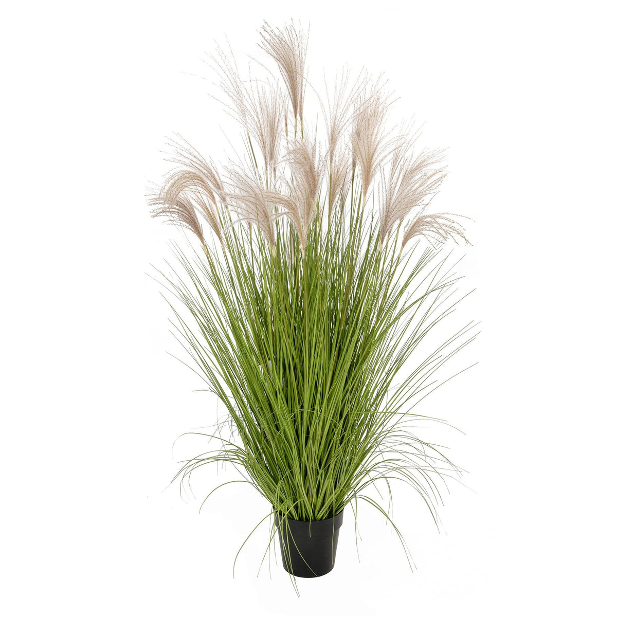 Grass Pampas YF 140cm.