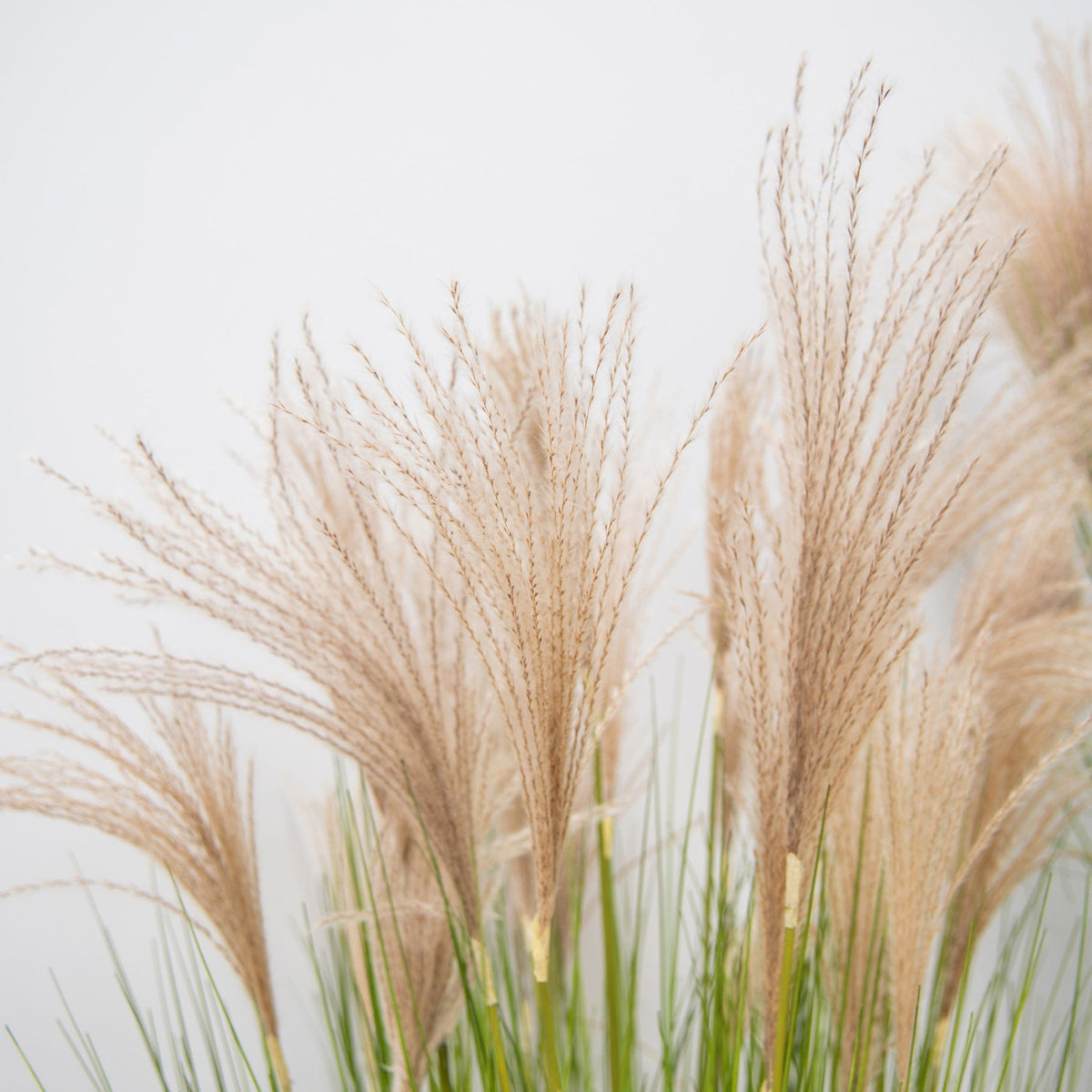 Grass Pampas YF 140cm.