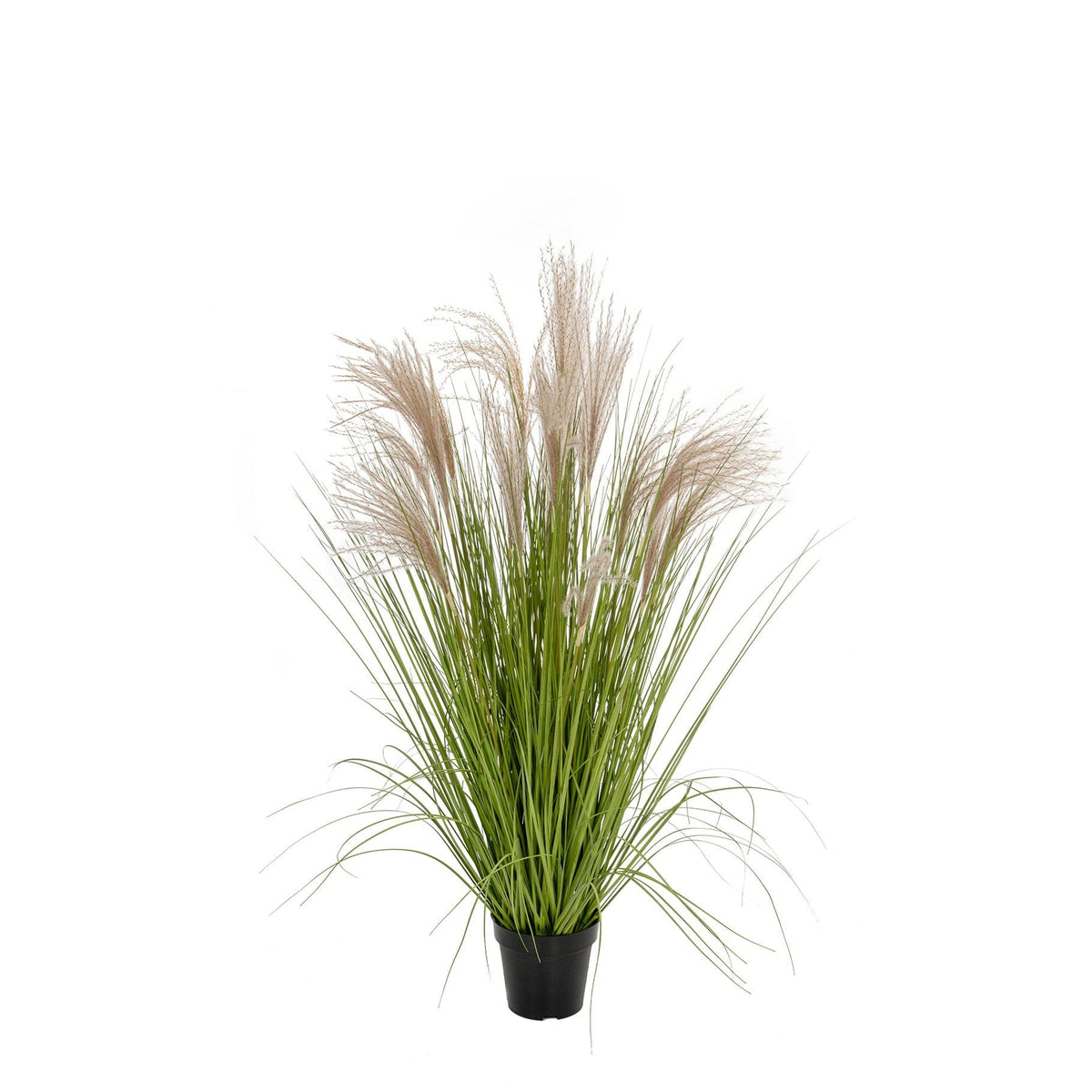 Grass Pampas YF 97cm.
