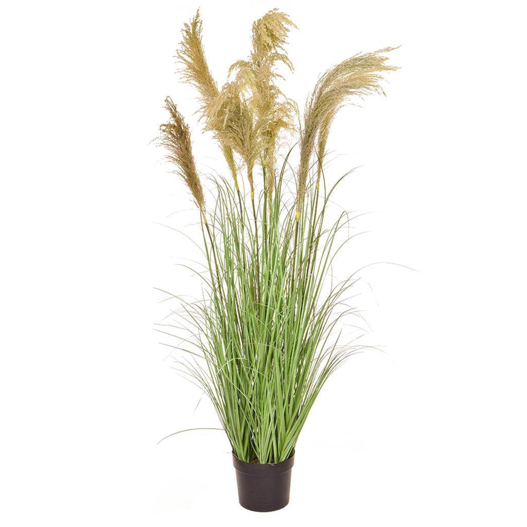 Grass Reed in Pot YF 170cm.