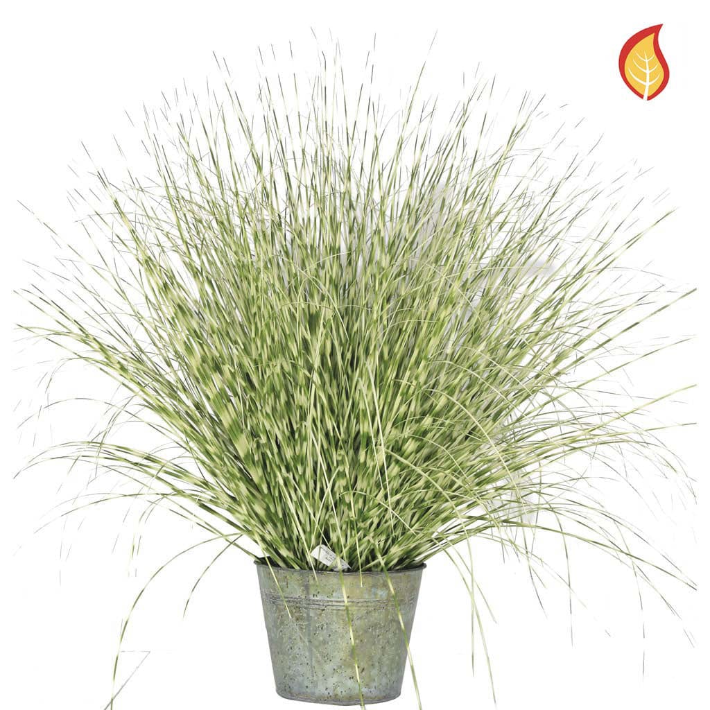 Grass Zebra Grass A in metal pot 50cm FR-S2.