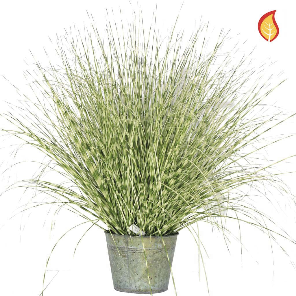 Grass Zebra Grass C in metal pot 114cm FR-S2.