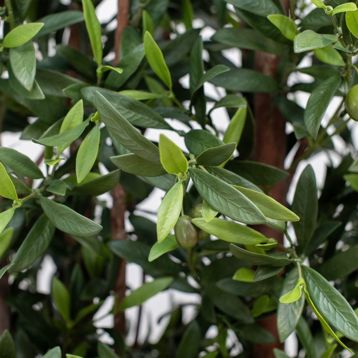 Tree Locate Accessories Greenwall Olive Hedge 180x120cm FR UV-S1 House of Isabella UK