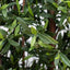 Tree Locate Accessories Greenwall Olive Hedge 180x120cm FR UV-S1 House of Isabella UK