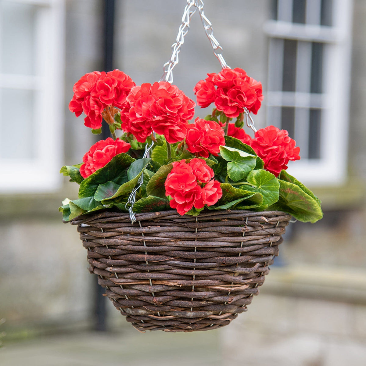 HB Geranium Red Hanging Basket 25cm.
