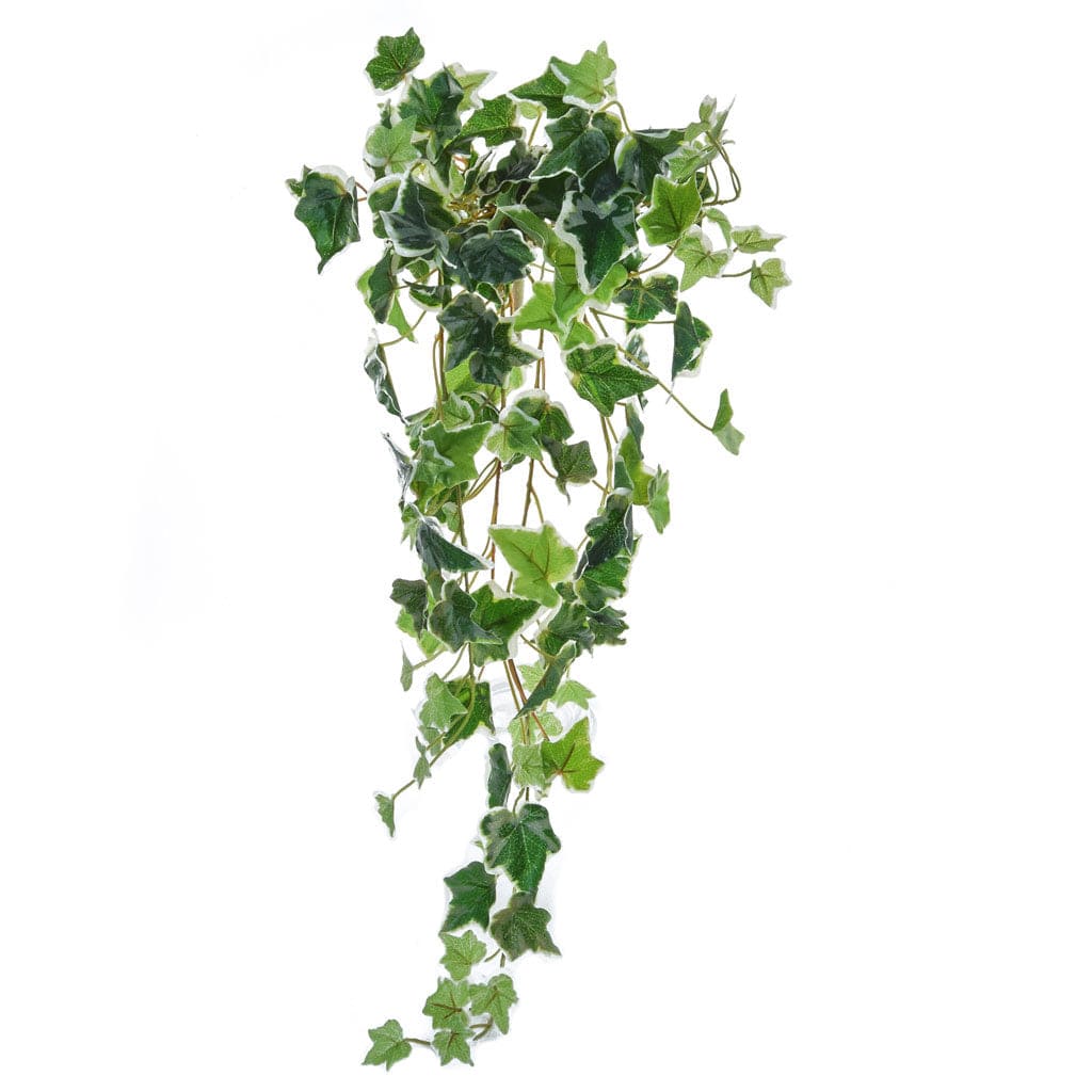 I & T English Ivy Bush Vari 70cm.