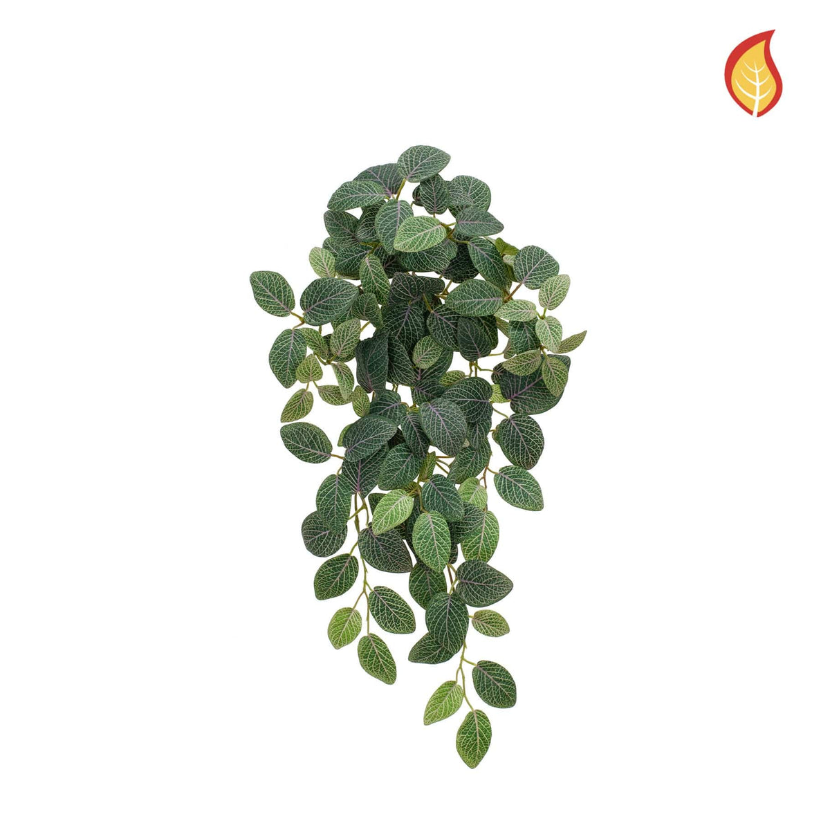 I & T Fittonia Bush 54cm FR-S15.