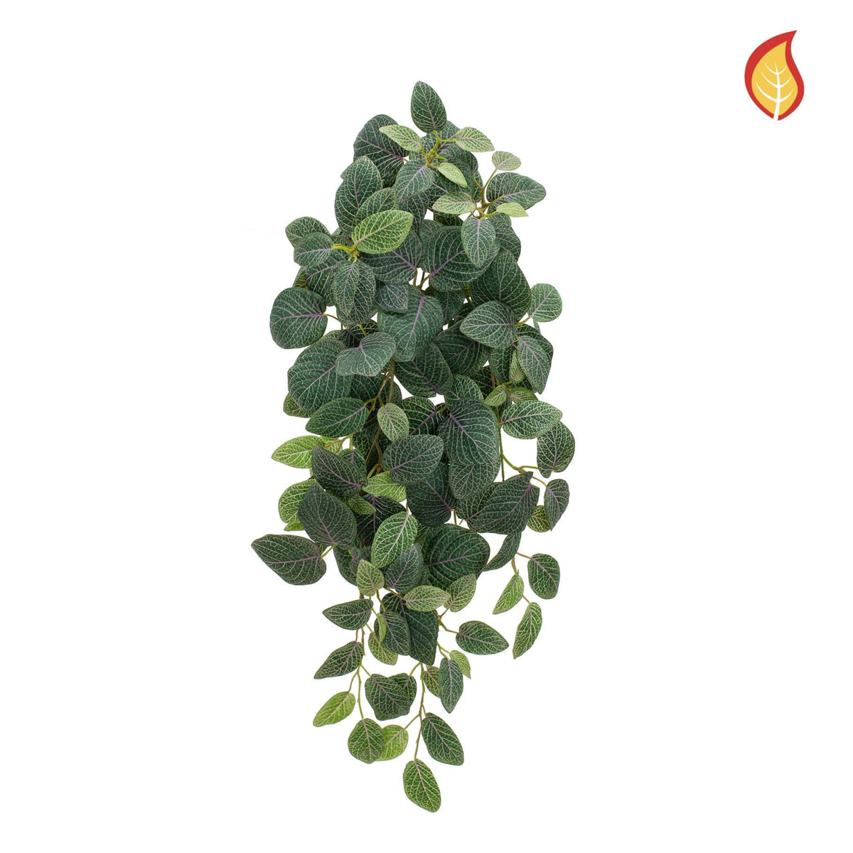 I & T Fittonia Bush 70cm FR-S15.