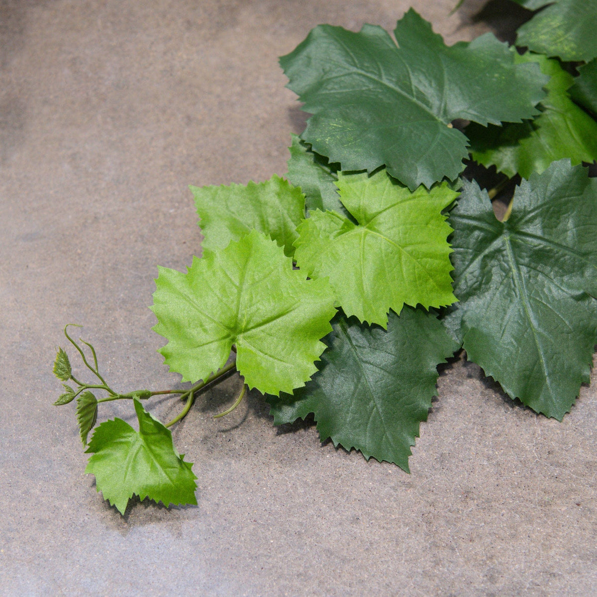 I & T Ivy Grape 102cm FR-S1.