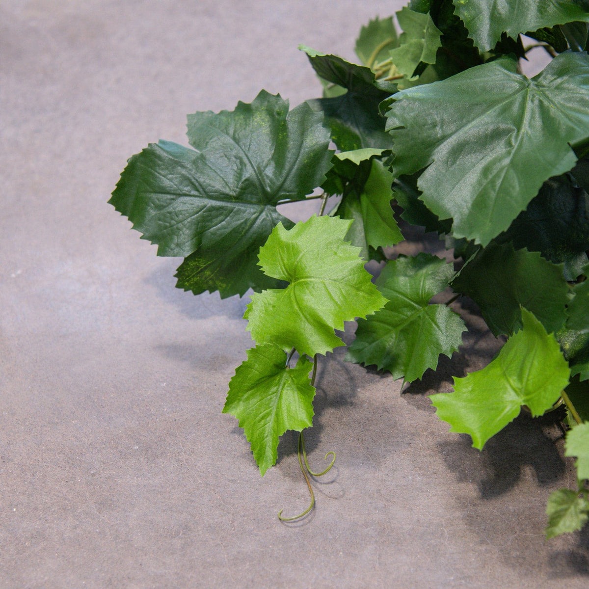 I & T Ivy Grape 102cm FR-S1.