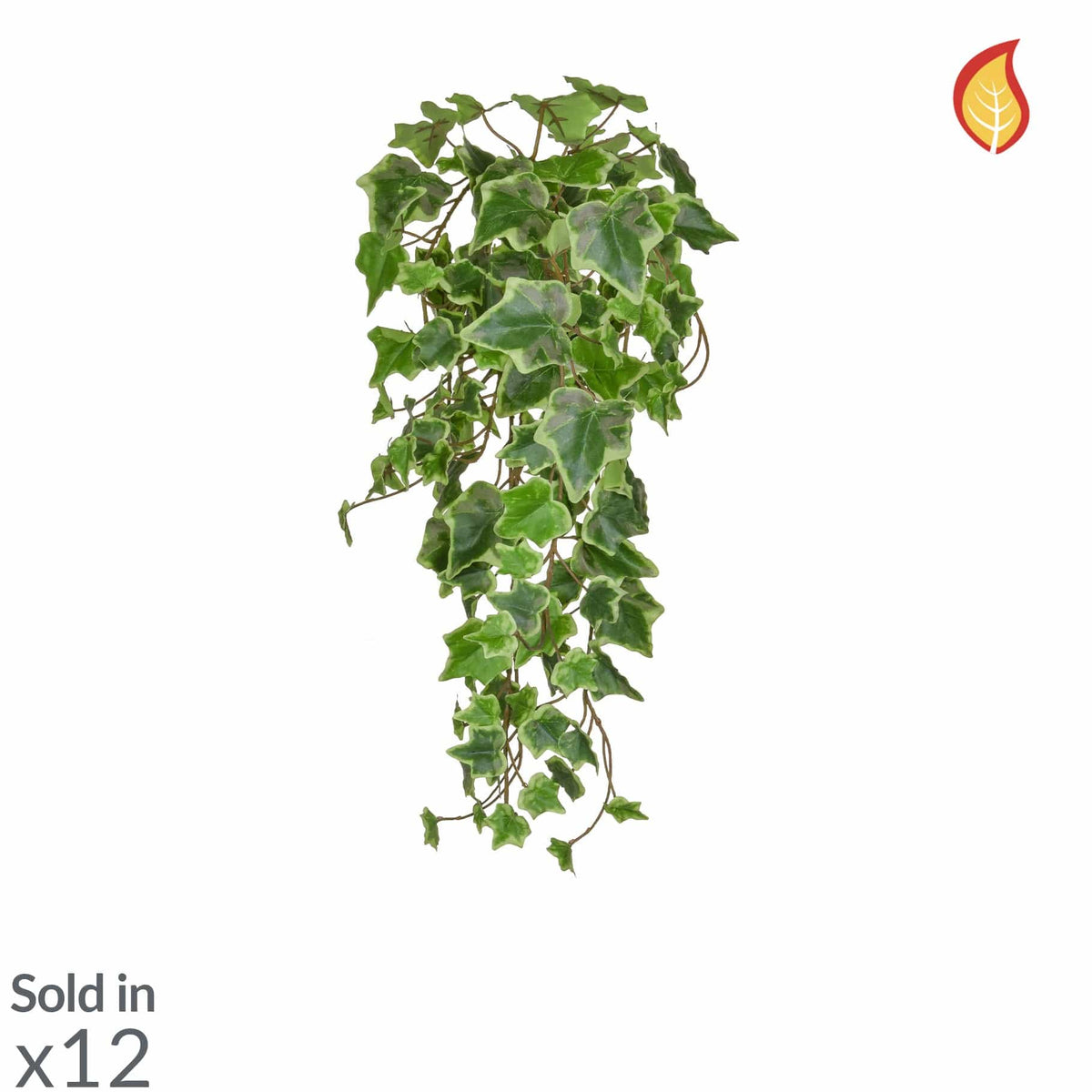 I & T Ivy Trailing Variegated 55cm FR-S2.
