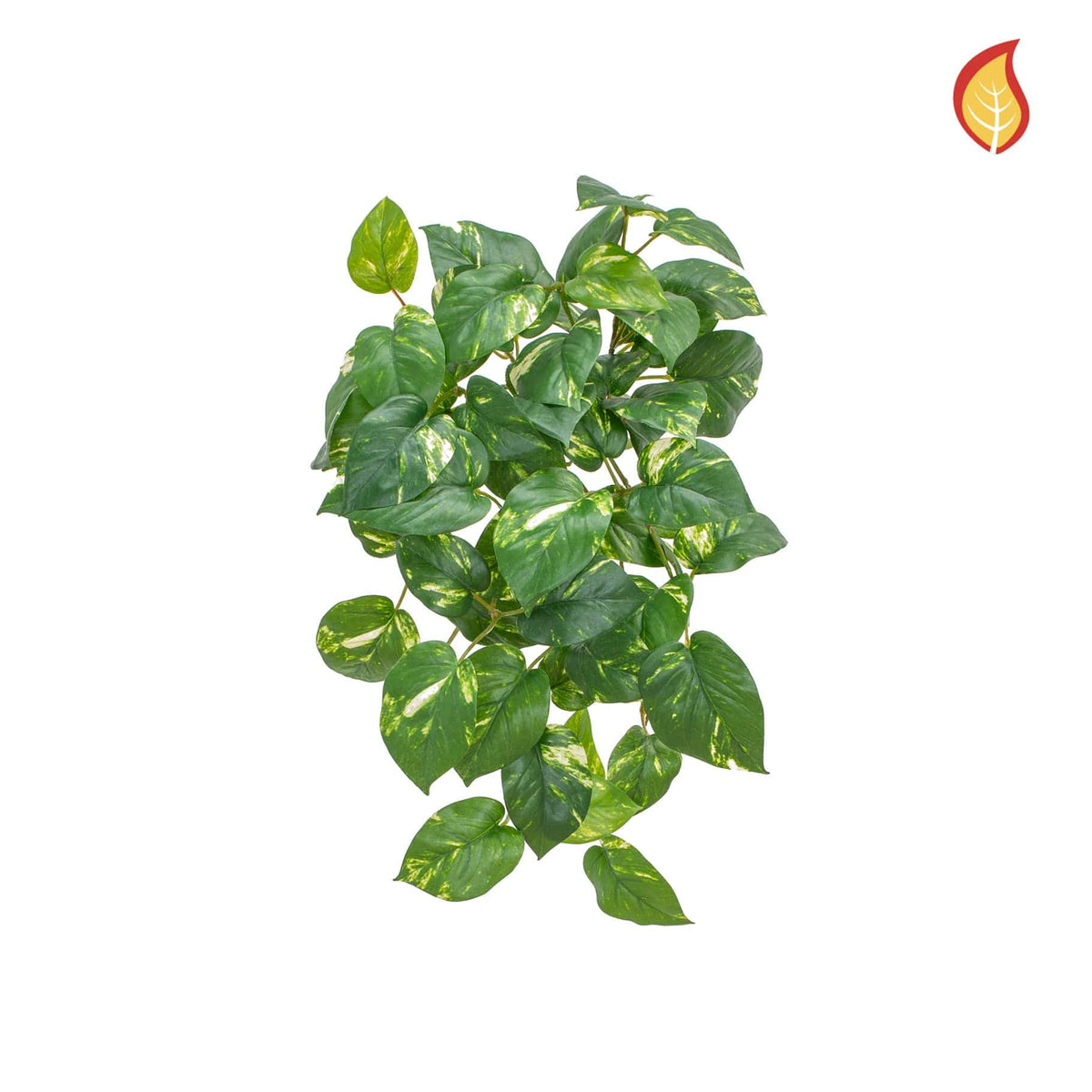I & T Pothos Bush Variegated 51cm FR-S15.