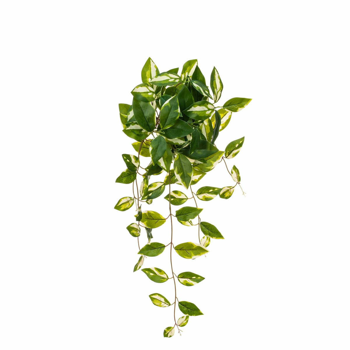 I & T Pothos Hanging Bush Variegated GB 40cm.