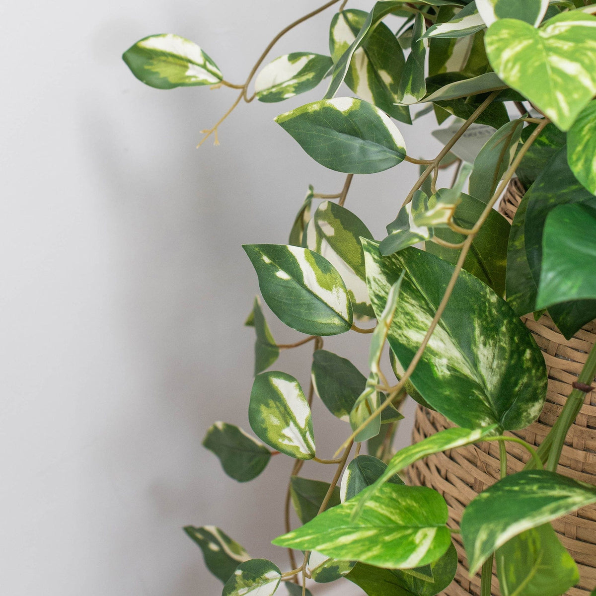 I & T Pothos Hanging Bush Variegated GB 40cm.