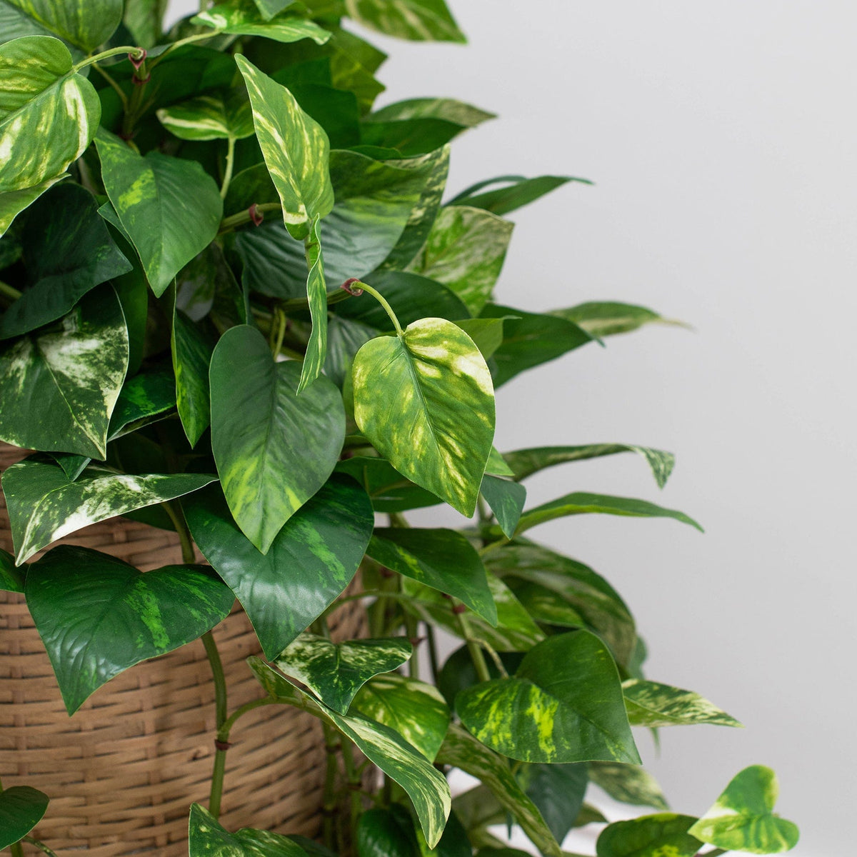 I & T Pothos Hanging Bush Variegated GB 85cm.