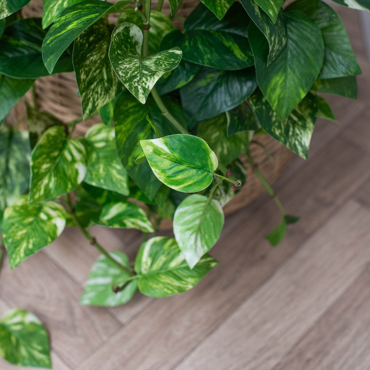 I & T Pothos Hanging Bush Variegated GB 85cm.