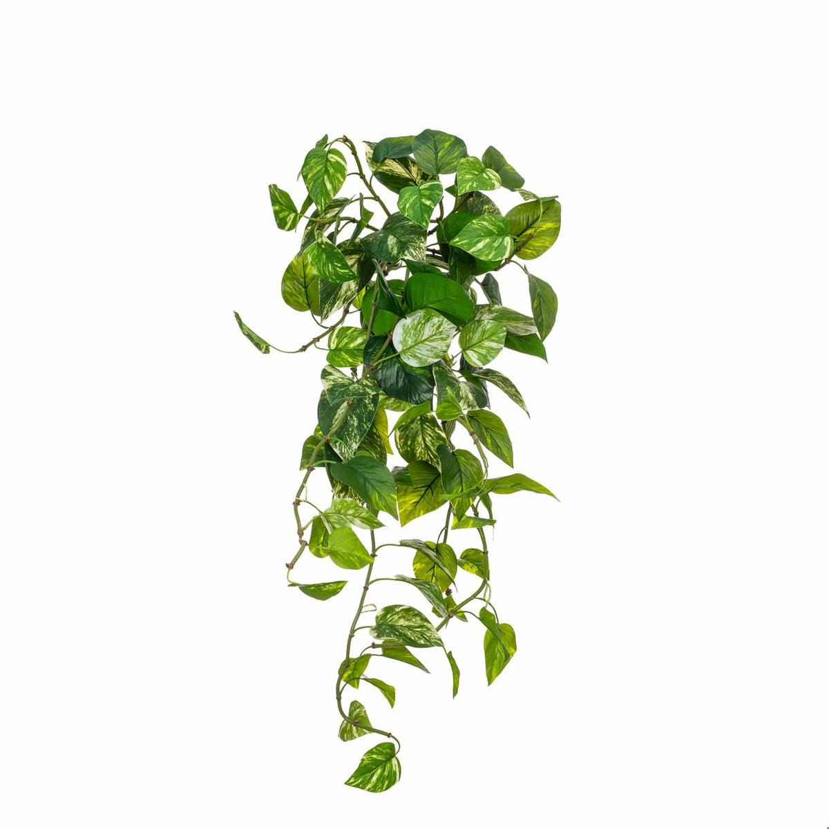 I & T Pothos Hanging Bush Variegated GB 85cm.