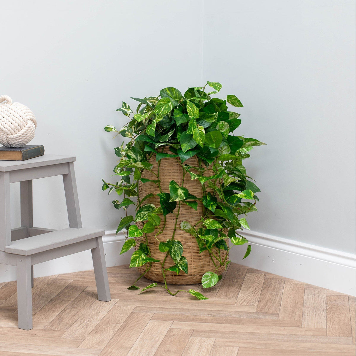 I & T Pothos Hanging Bush Variegated GB 85cm.