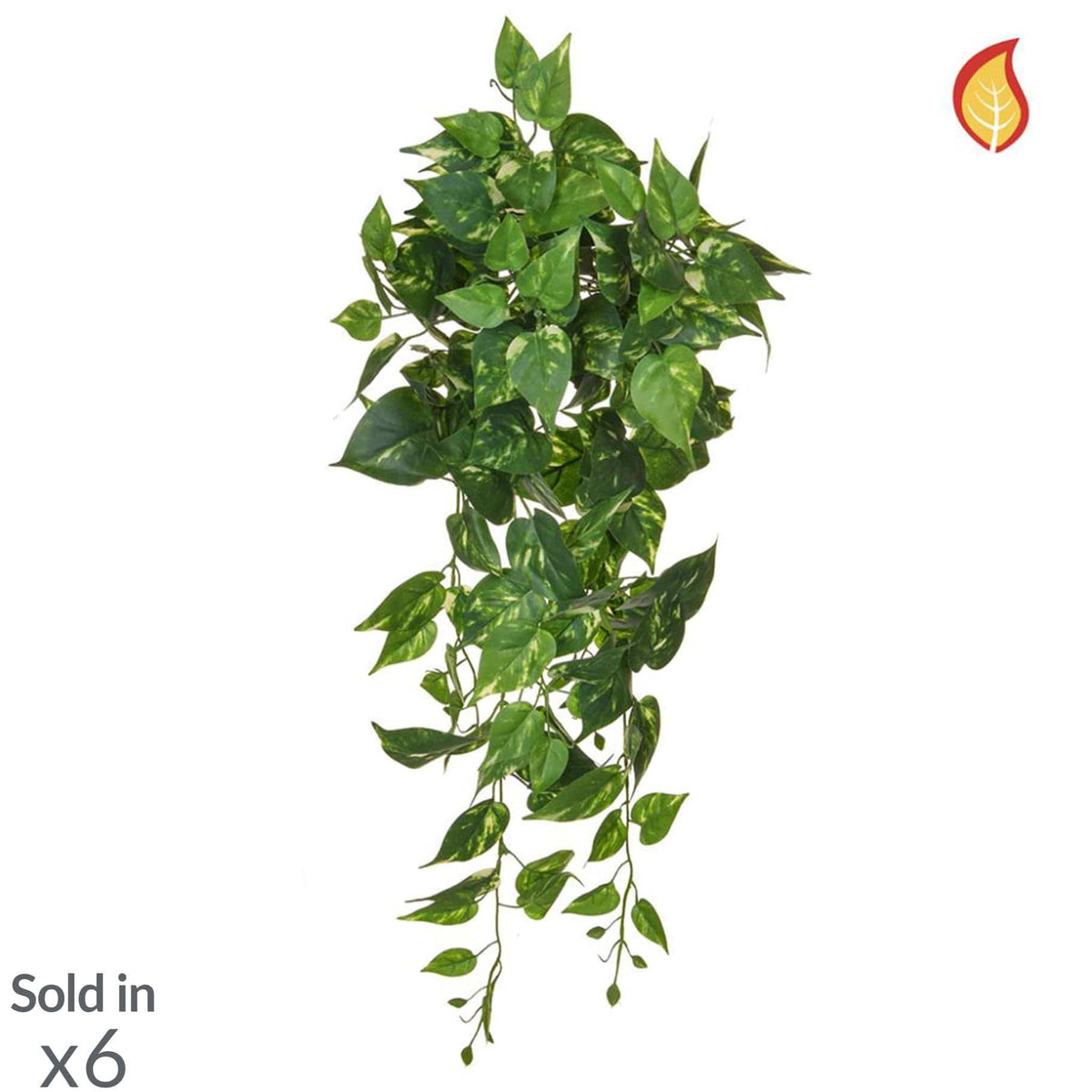 I & T Pothos Trail 80cm FR-S2.