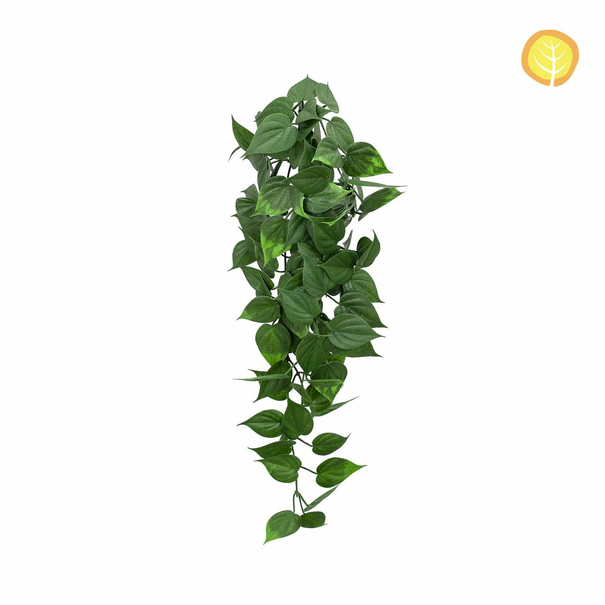 I & T Pothos Trail YF 75cm UV.