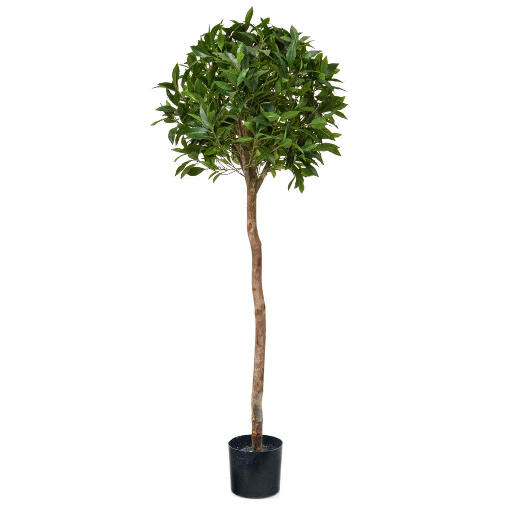 NTT Bay Laurel Ball Tree D 135cm.