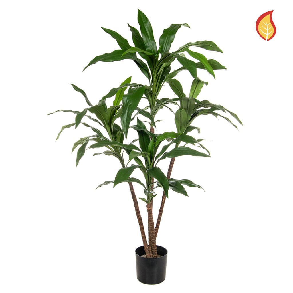 NTT Dracaena 60cm FR-S1.