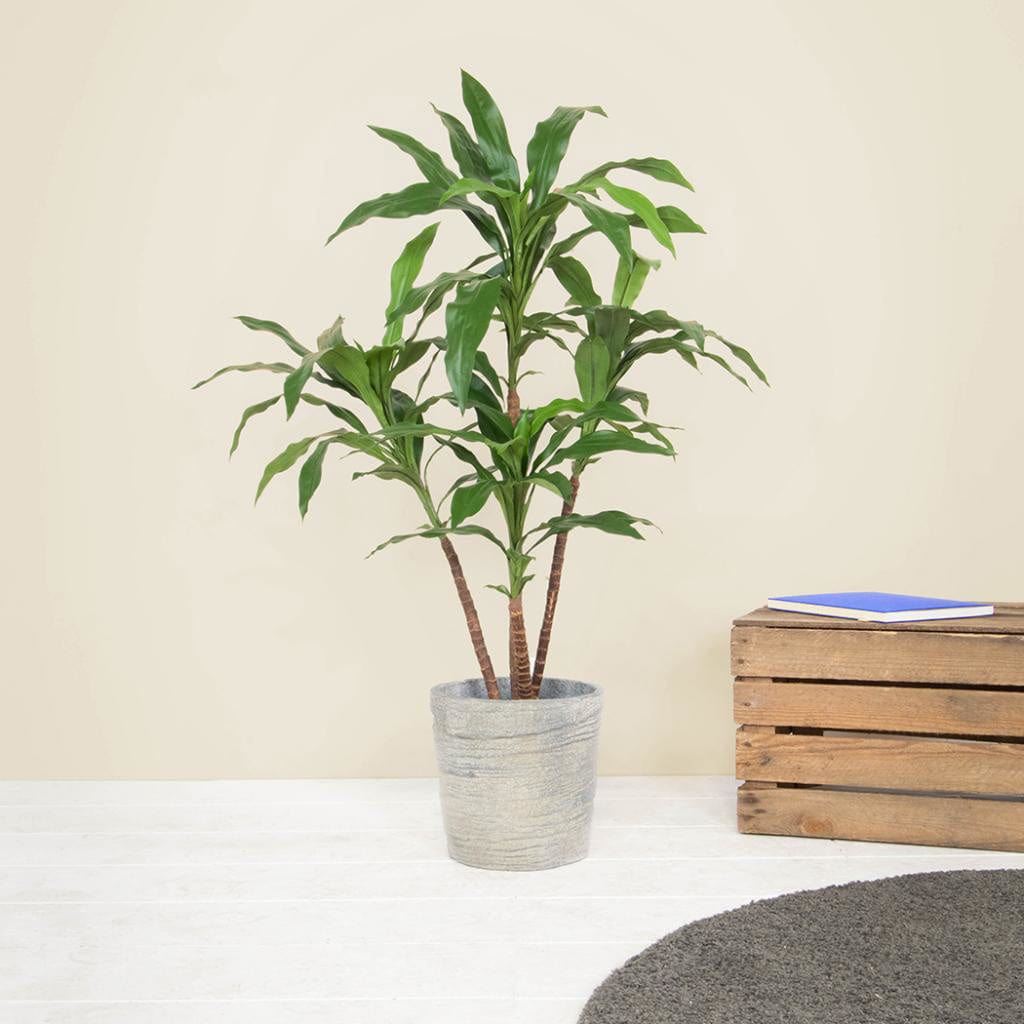 NTT Dracaena 60cm FR-S1.