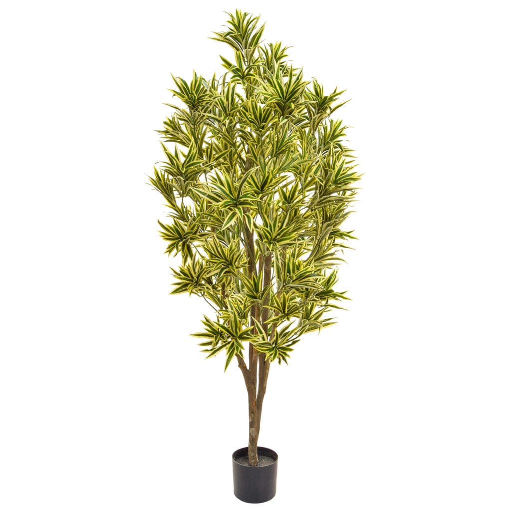 NTT Dracaena Reflexa 170cm BA.