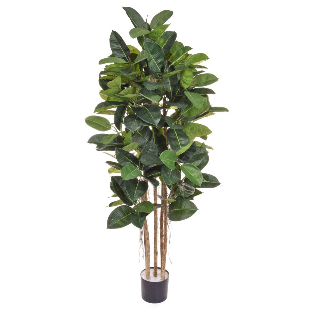 NTT Ficus Elastica BA 170cm.