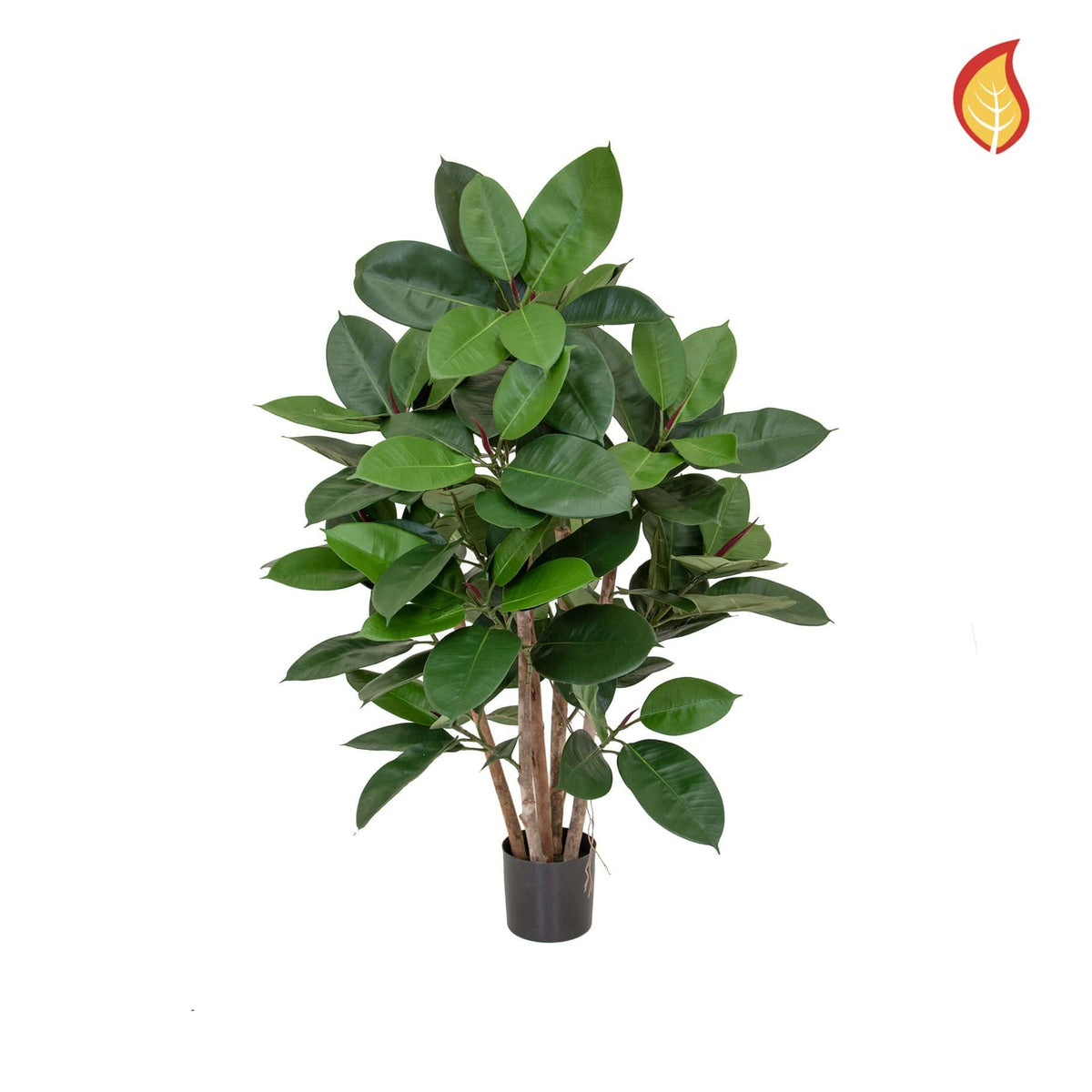 NTT Ficus Elastica Multi Tree 60cm FR-S1.