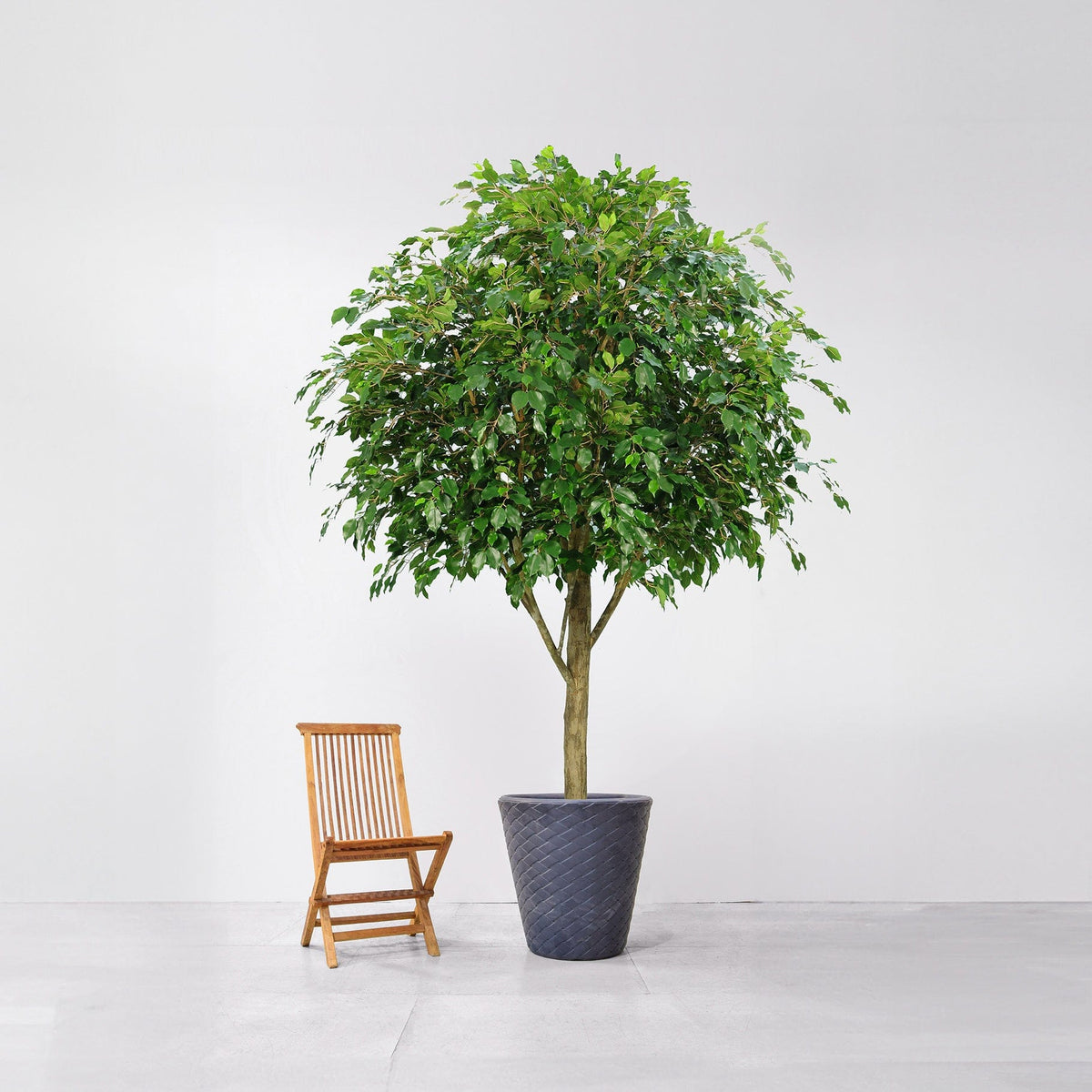 NTT Ficus Exotica 300cm FR-S1.