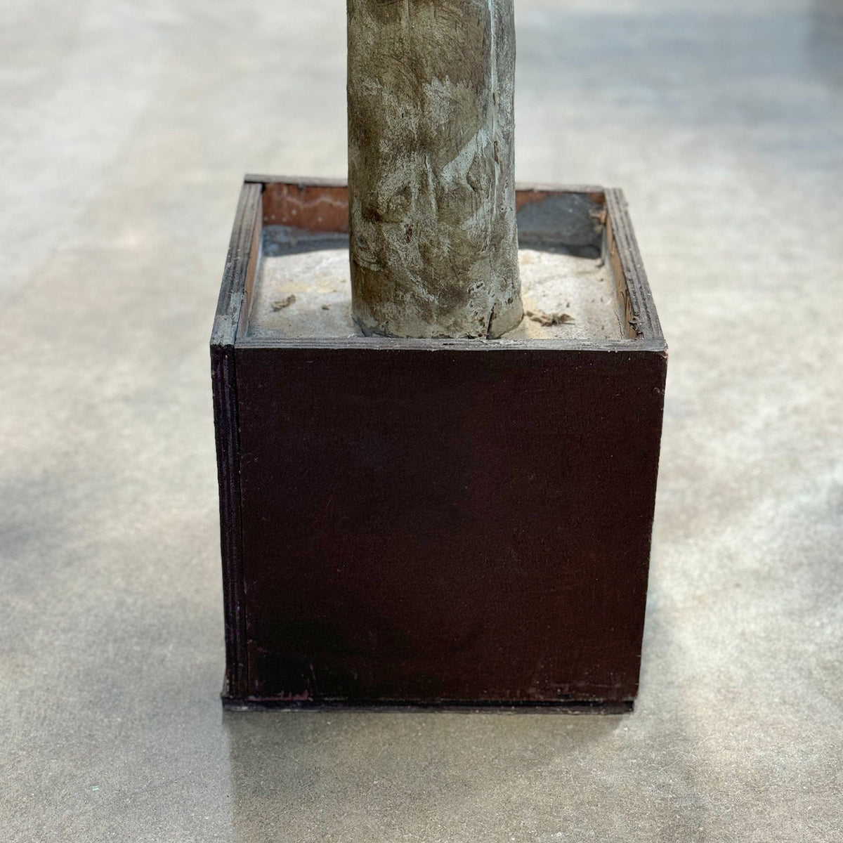 NTT Ficus Exotica 300cm FR-S1.