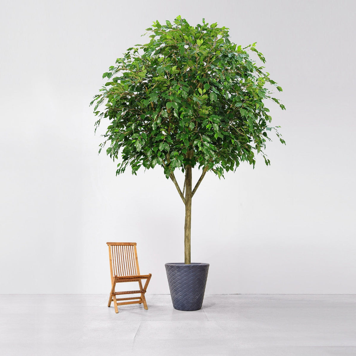 NTT Ficus Exotica 400cm FR-S1.